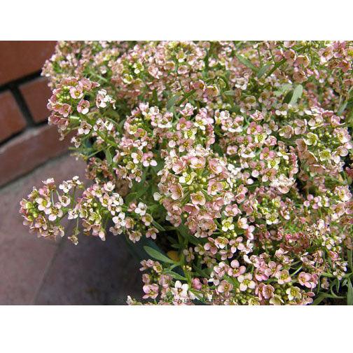 Summer Peaches Alyssum Flower Seeds Renee's Garden
