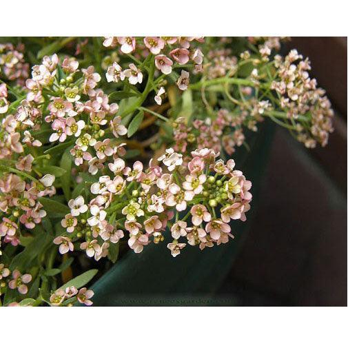 Summer Peaches Alyssum Flower Seeds Renee's Garden