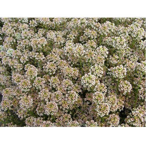 Summer Peaches Alyssum Flower Seeds Renee's Garden