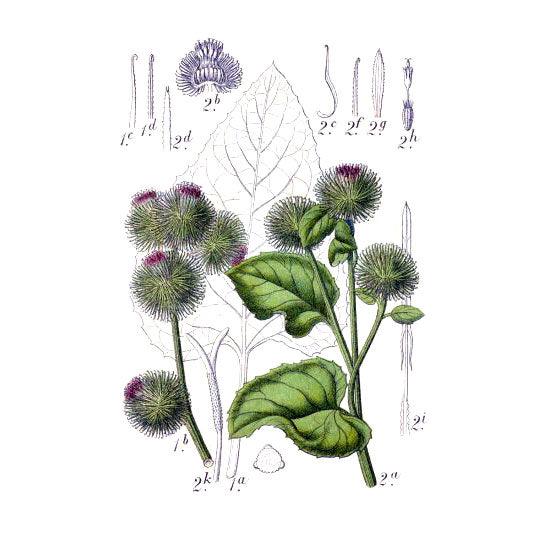 Gobo Burdock Seeds (Organic) Strictly Medicinal