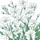 Baby's Breath (1/4 lb) Peaceful Valley