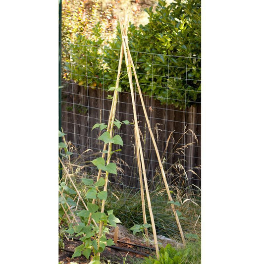 Bamboo Stakes - 10' (Pack of 10) Grow Organic
