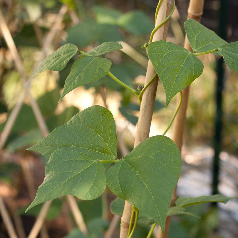 Bamboo Stakes - 7' (Pack of 10) Grow Organic