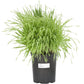 Beardless Barley Seed (lb) Grow Organic
