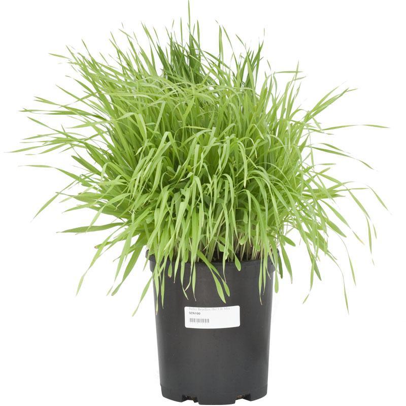 Beardless Barley Seed (lb) Grow Organic