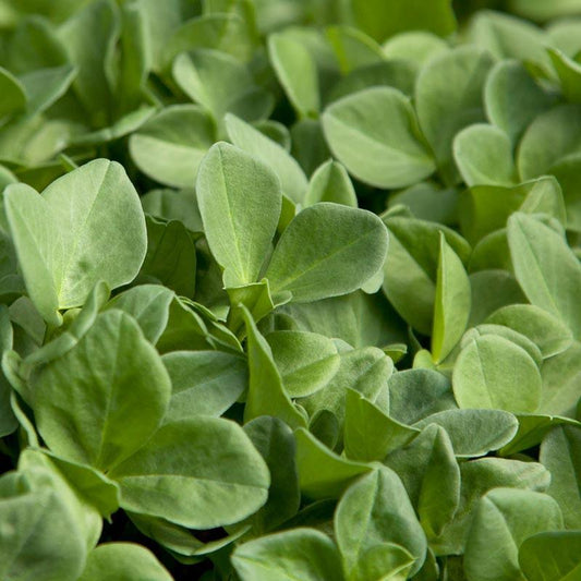 Bell Beans - Raw Seed (lb) Grow Organic