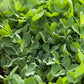 Biomaster Peas - Raw Seed (lb) Grow Organic