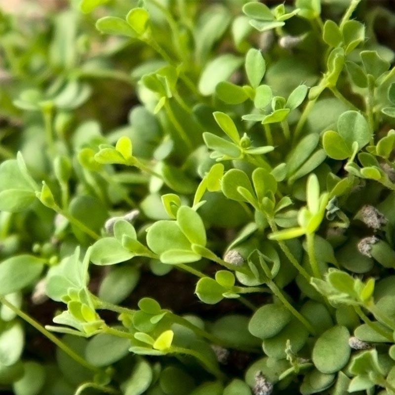 Birdsfoot Trefoil - Nitrocoated Seed (lb) Grow Organic