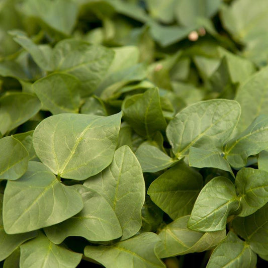 Black Eye Peas - Raw Seed (lb) Grow Organic