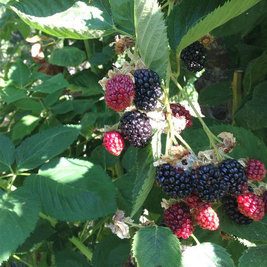 Navaho thornless blackberry potted plant