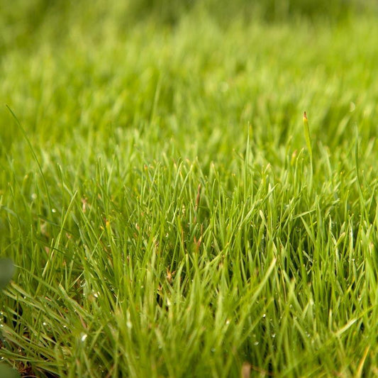 Blando Brome Grass Seed (lb) Grow Organic
