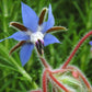 Organic Borage (1/4 lb) Peaceful Valley