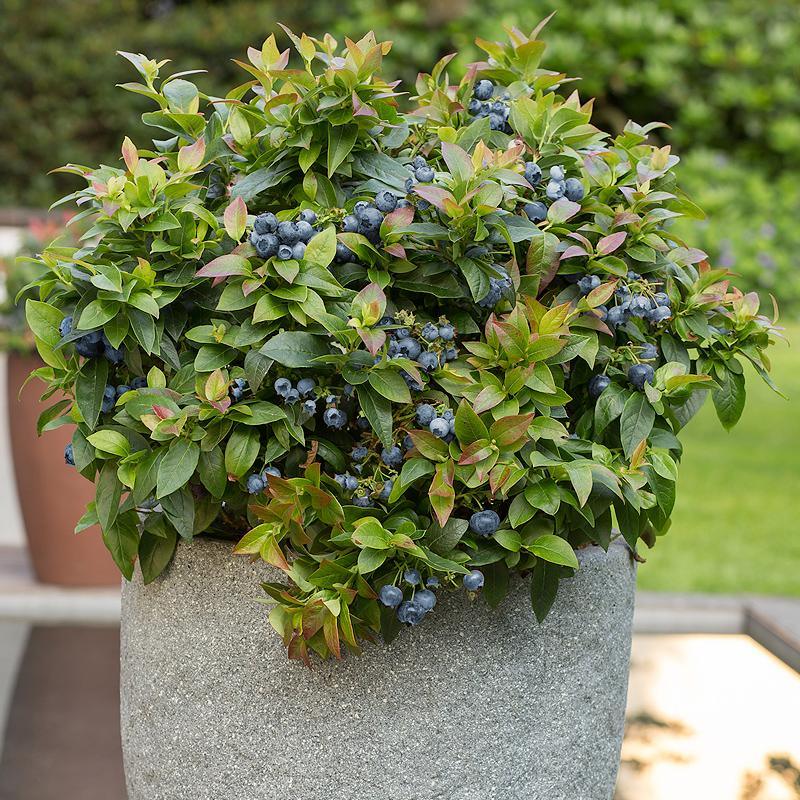 Potted Blueberry - Jelly Bean Grow Organic