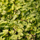 Buckwheat Seed (lb) Grow Organic