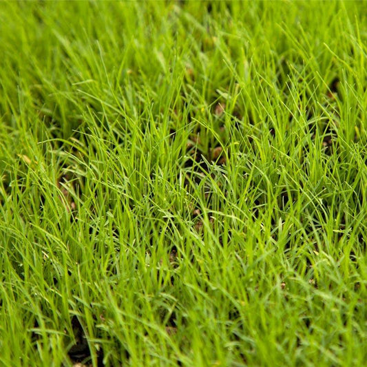 Buffalo Grass Seed (lb) Grow Organic