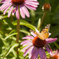 Butterfly Garden Wildflower Mix (pack) Peaceful Valley