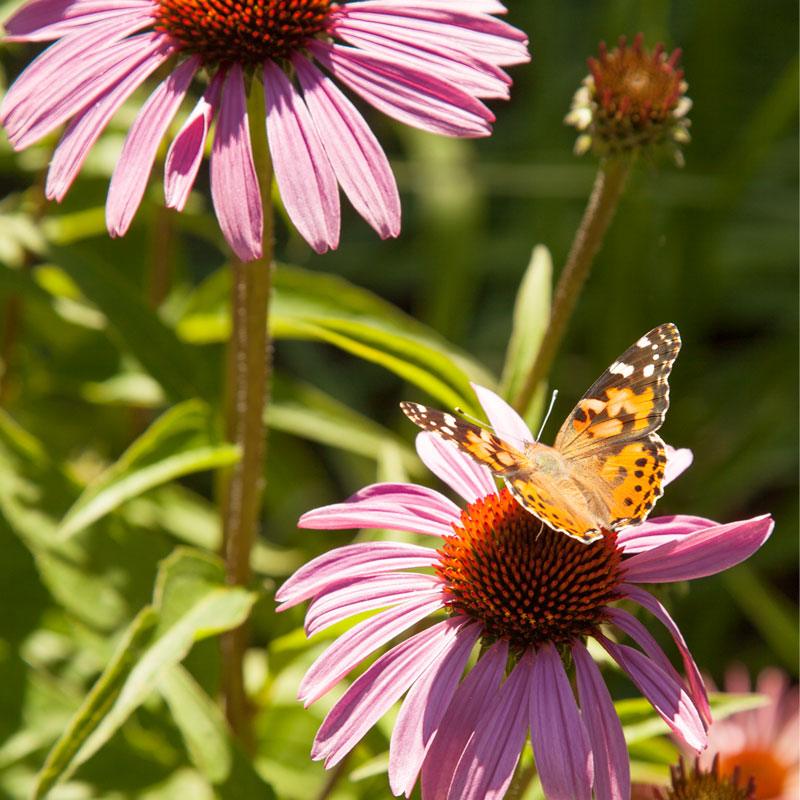 Butterfly Garden Wildflower Mix (1/4 lb) Peaceful Valley