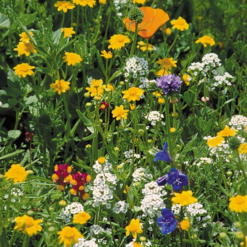 California Coastal Wildflower Mix (pack) Peaceful Valley