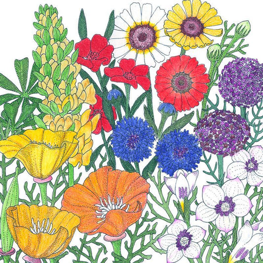 California Brilliant Wildflower Mix (1/4 lb) Peaceful Valley