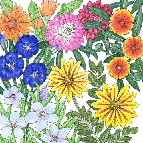 California Low-Growing Wildflower Mix (1/4 lb) Peaceful Valley