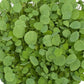 California Medic Mix - Nitrocoated Seed (lb) Grow Organic