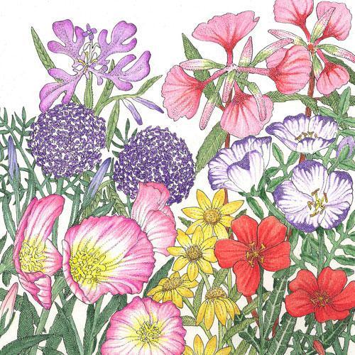 California Native Wildflower Mix (1/4 lb) Peaceful Valley