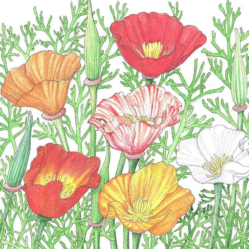 California Poppy, Mission Bells (lb) Peaceful Valley