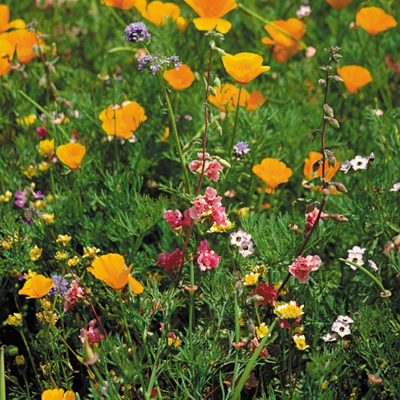 California Native Wildflower Mix (1/4 lb) Peaceful Valley