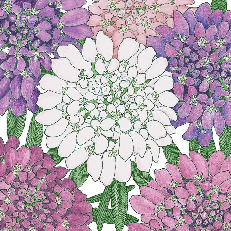 Candytuft, Dwarf (1/4 lb) Peaceful Valley