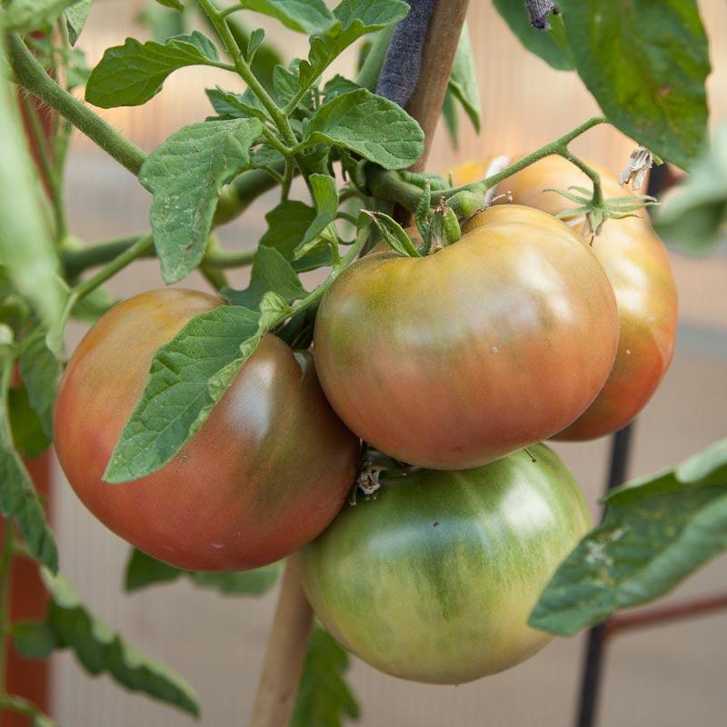 Organic Tomato, Cherokee Purple (1 oz) Peaceful Valley