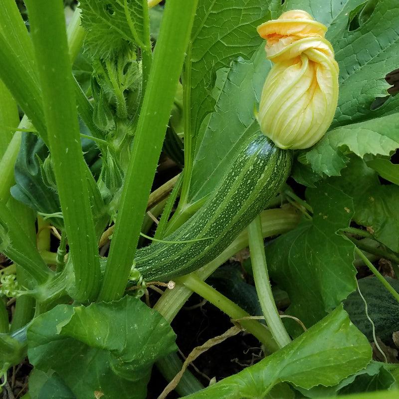 Organic Summer Squash, Cocozelle (1/4 lb) Peaceful Valley