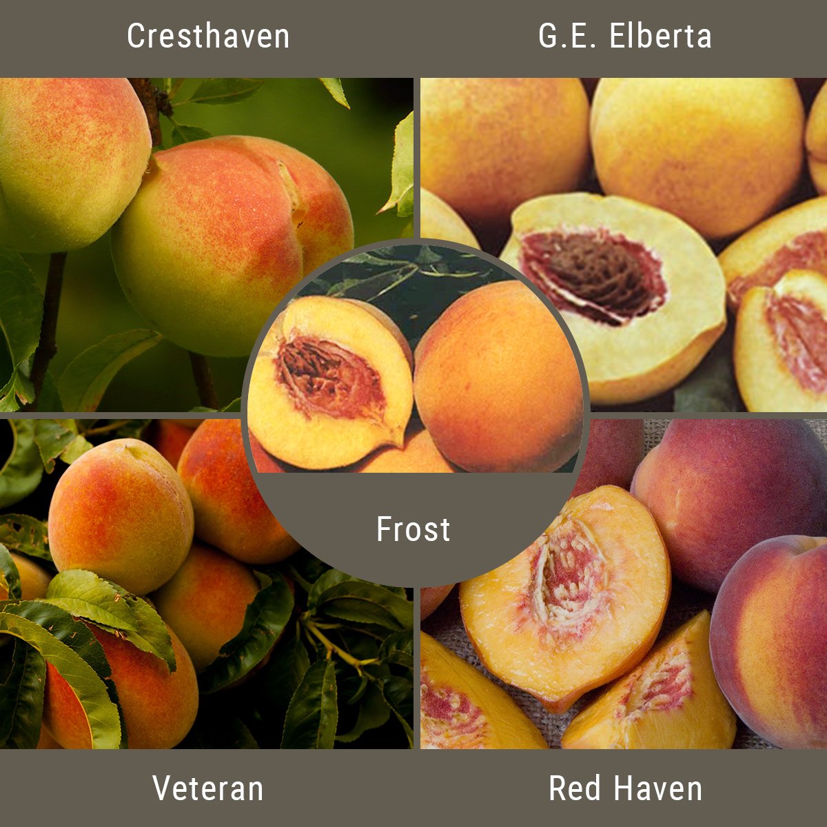 Cold Hardy Peaches, 3 on 1 Multiple Grafted Fruit Tree Grow Organic