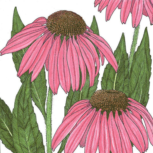 Coneflower, Purple (1/4 lb) Peaceful Valley