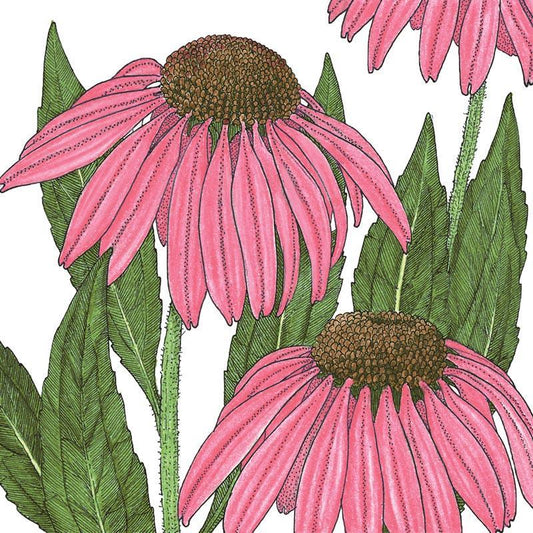 Coneflower, Purple (lb) Peaceful Valley