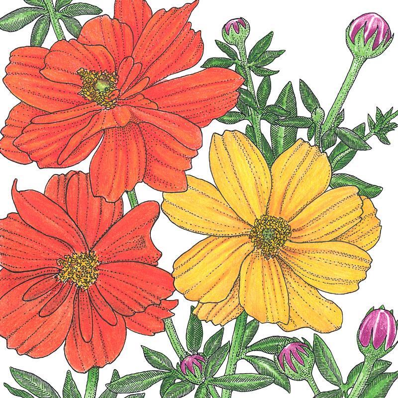 Cosmos, Bright Lights Mix (1/4 lb) Peaceful Valley