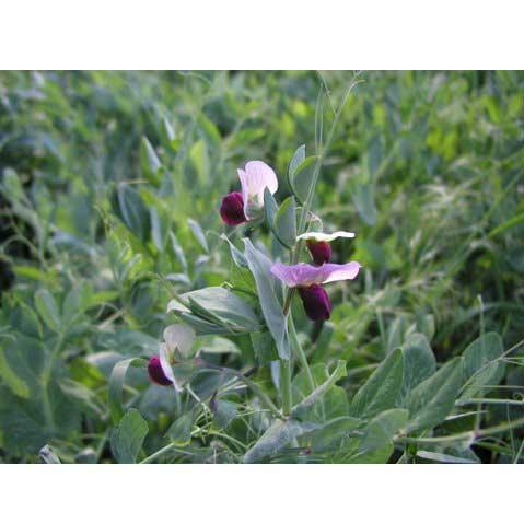 Austrian winter pea plants flowering in a field