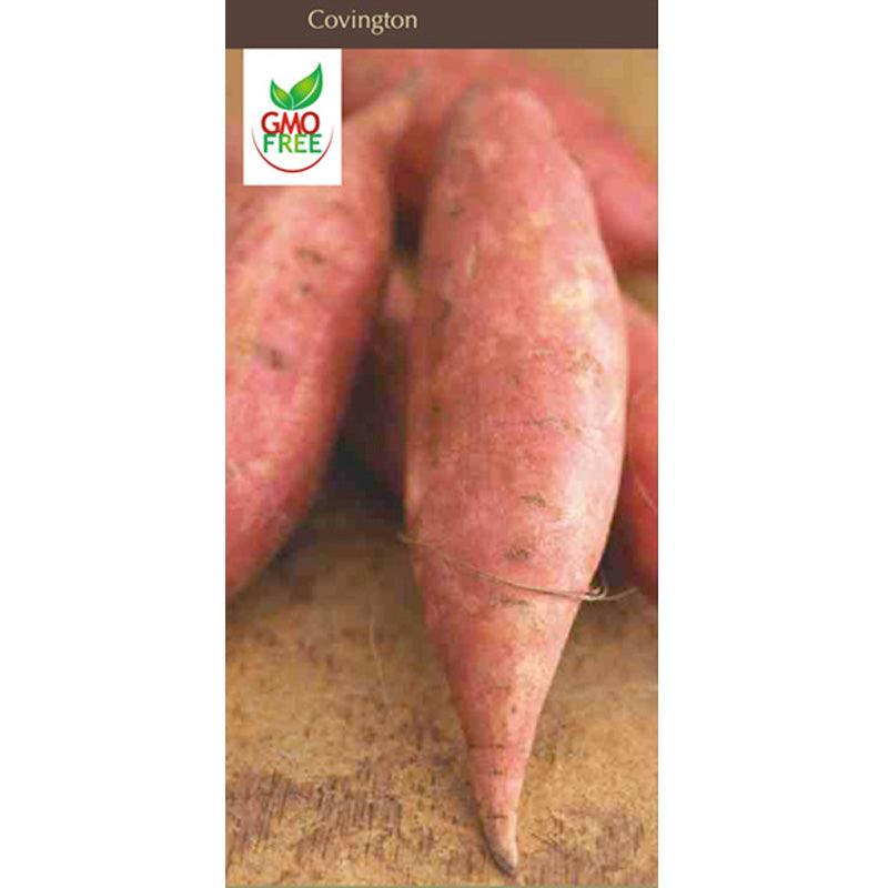 Covington Sweet Potato Grow Organic
