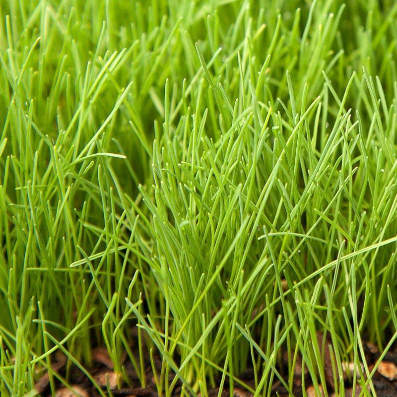 Creeping Red Fescue Seed (lb) Grow Organic