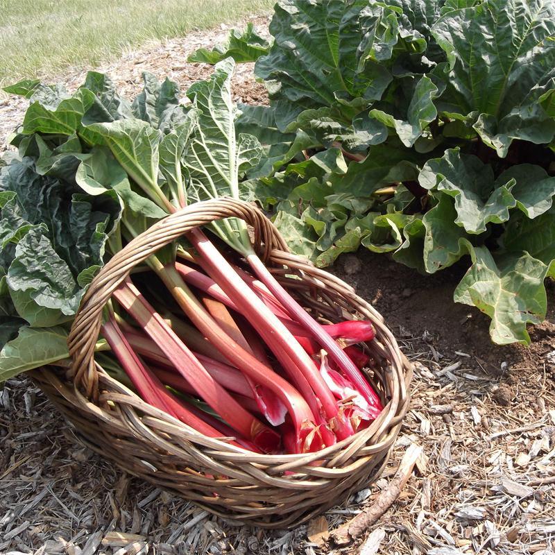 Crimson Red rhubarb crowns and red stalks
