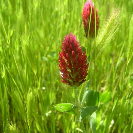 Organic Crimson Clover - Raw Seed (lb) Grow Organic