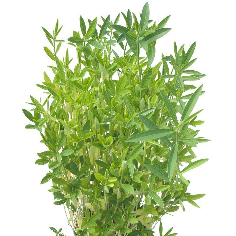Crotalaria Juncea Sunn Hemp - Raw Seed (lb) Grow Organic