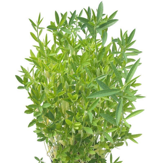 Crotalaria Juncea Sunn Hemp - Raw Seed (lb) Grow Organic