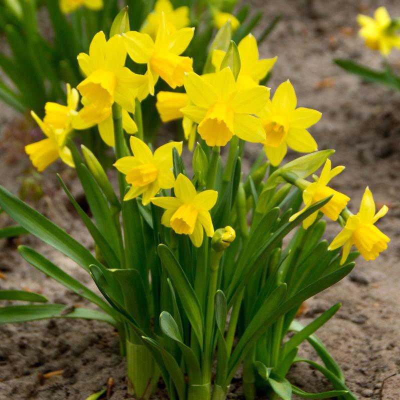Tete-a-Tete Narcissus Bulbs (Pack of 16) — Netherland Bulb Company