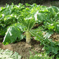 Organic Radish, Daikon (1/4 lb) Peaceful Valley