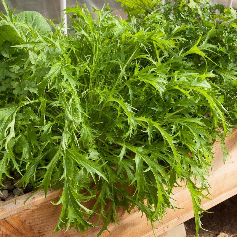 Organic Greens, Mustard Mizuna (1/4 lb) Peaceful Valley