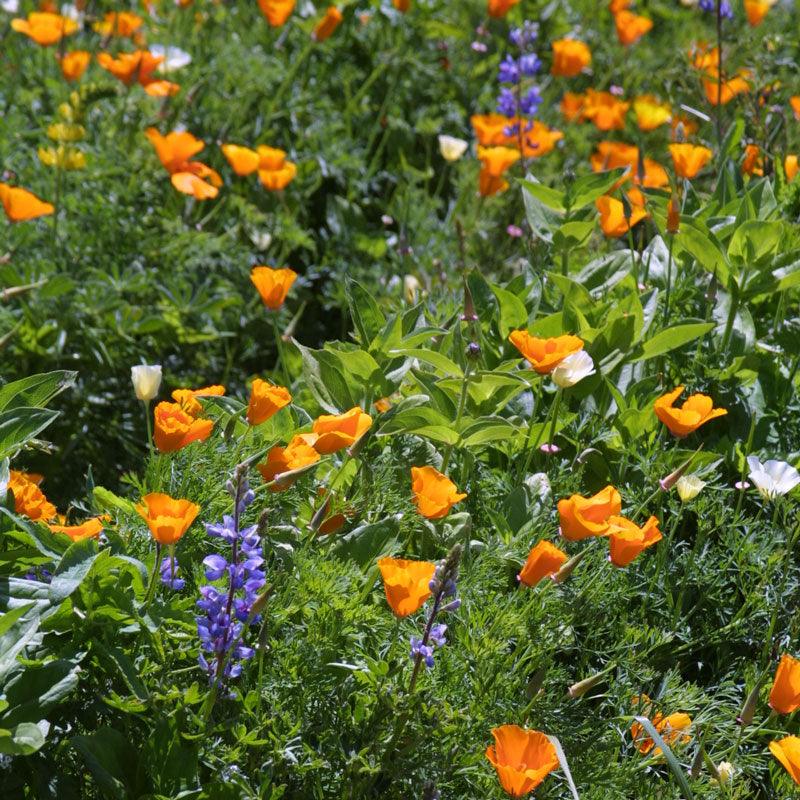 Deer Proof Garden Wildflower Mix (pack) Peaceful Valley