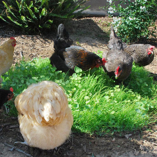 Peaceful Valley Omega-3 Chicken Forage Blend for Irrigated Land - Raw Seed (lb) Peaceful Valley