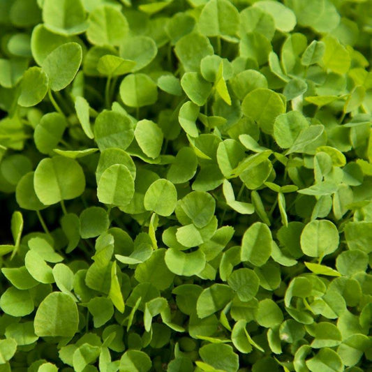 Dutch White Clover - Nitrocoated Seed (lb) Grow Organic
