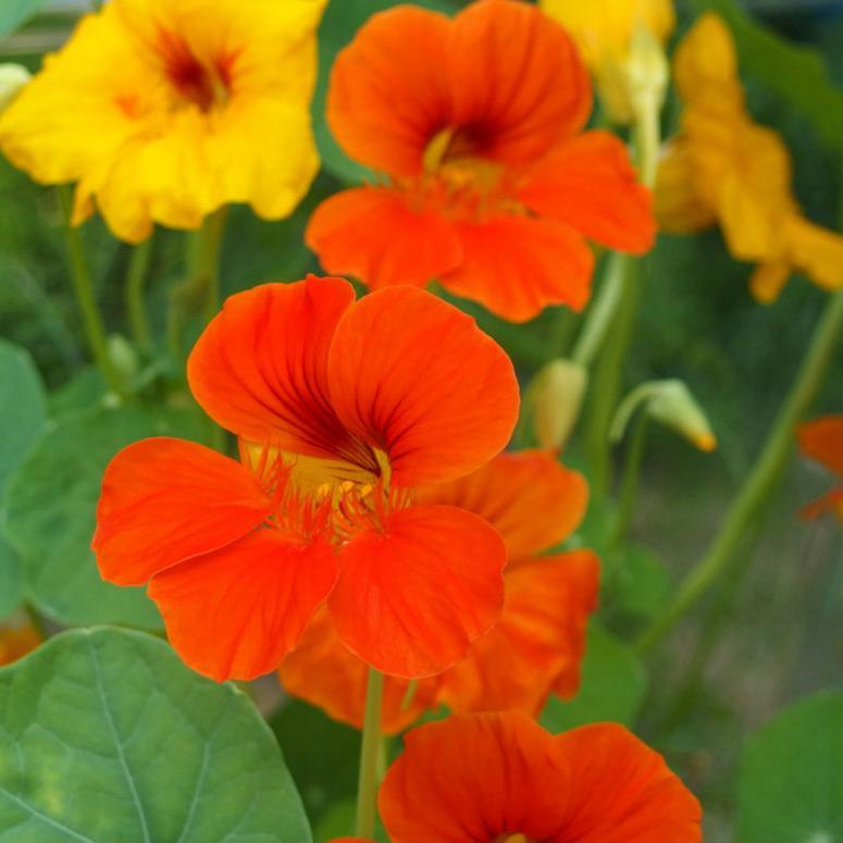 Dwarf Jewel Nasturtium (Organic) High Mowing Seeds