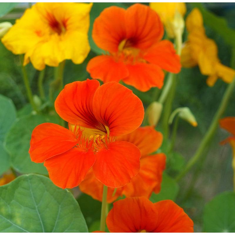 Nasturtium, Dwarf Jewel Mix (1/4 lb) Peaceful Valley